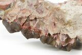 Bargain, Fossil Oreodont Upper Skull Section - South Dakota #355971-3